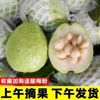 白心芭樂(lè)珍珠番石榴現(xiàn)摘現(xiàn)發(fā)新鮮水果5斤甜脆巴樂(lè)潘石榴孕婦水果
